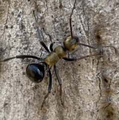 Polyrhachis semiaurata at Queanbeyan East, NSW - 18 Jun 2022