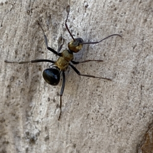 Polyrhachis semiaurata at Queanbeyan East, NSW - 18 Jun 2022