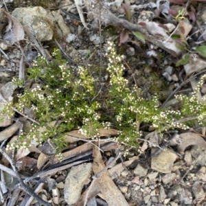 Cryptandra amara at Queanbeyan East, NSW - 18 Jun 2022 01:15 PM