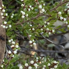 Cryptandra amara at Queanbeyan East, NSW - 18 Jun 2022