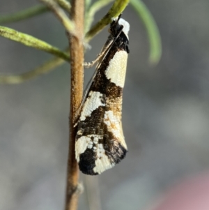 Monopis icterogastra at Queanbeyan East, NSW - 18 Jun 2022