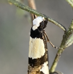 Monopis icterogastra at Queanbeyan East, NSW - 18 Jun 2022