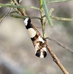 Monopis icterogastra at Queanbeyan East, NSW - 18 Jun 2022