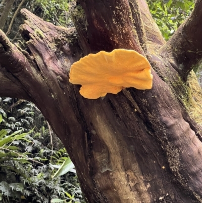 Unidentified Fungus at Jamberoo, NSW - 8 Jan 2022 by LAB
