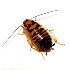 Robshelfordia simplex (Shelford's Western Cockroach) at Crooked Corner, NSW - 18 Jun 2022 by Milly