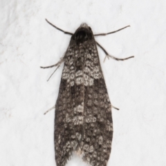 Lepidoscia adelopis, annosella and similar species (A Case moth) at Melba, ACT - 2 Jun 2022 by kasiaaus