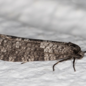 Lepidoscia adelopis, annosella and similar species at Melba, ACT - 3 Jun 2022 01:00 AM