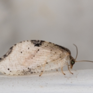 Drepanacra binocula at Melba, ACT - 3 Jun 2022