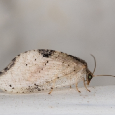 Drepanacra binocula (Notched brown lacewing) at Melba, ACT - 3 Jun 2022 by kasiaaus