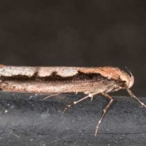 Leptocroca sanguinolenta at Melba, ACT - 3 Jun 2022 11:25 PM