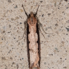 Leptocroca sanguinolenta at Melba, ACT - 3 Jun 2022 11:25 PM