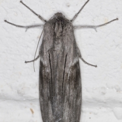 Capusa stenophara (Dusky Wedge-moth) at Melba, ACT - 14 Jun 2022 by kasiaaus