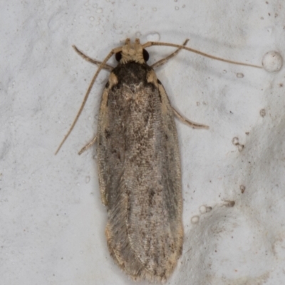 Hoplostega ochroma (a Eulechria Group moth) at Melba, ACT - 16 Jun 2022 by kasiaaus