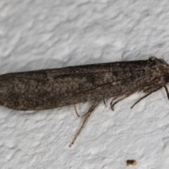 Lepidoscia saxosa at Melba, ACT - 18 Jun 2022