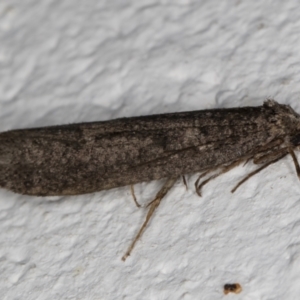 Lepidoscia saxosa at Melba, ACT - 18 Jun 2022