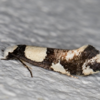 Monopis icterogastra (Wool Moth) at Melba, ACT - 17 Jun 2022 by kasiaaus