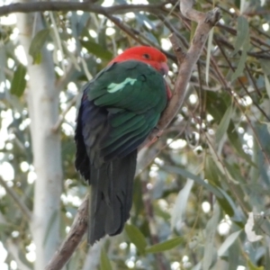 Alisterus scapularis at Jerrabomberra, NSW - 14 Jun 2022