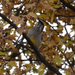 Anthochaera carunculata (Red Wattlebird) at Jerrabomberra, NSW - 16 Jun 2022 by SteveBorkowskis