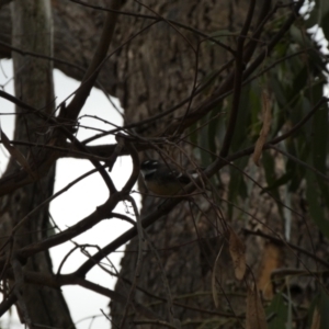 Rhipidura albiscapa at Jerrabomberra, NSW - 16 Jun 2022