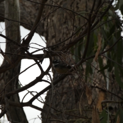 Rhipidura albiscapa (Grey Fantail) at Jerrabomberra Creek - 16 Jun 2022 by SteveBorkowskis