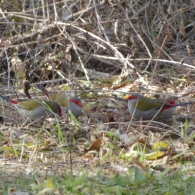 Neochmia temporalis (Red-browed Finch) at Barracks Flat Drive Reserve - 17 Jun 2022 by Steve_Bok