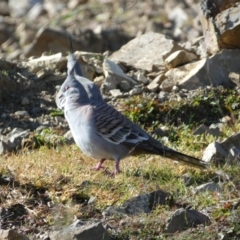 Ocyphaps lophotes (Crested Pigeon) at Queanbeyan East, NSW - 18 Jun 2022 by SteveBorkowskis