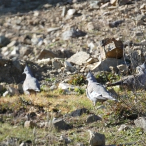 Ocyphaps lophotes at Queanbeyan East, NSW - 18 Jun 2022