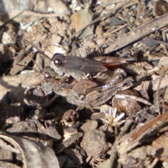 Phaulacridium vittatum (Wingless Grasshopper) at Queanbeyan East, NSW - 18 Jun 2022 by SteveBorkowskis