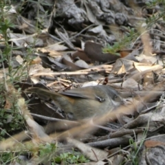 Sericornis frontalis at Queanbeyan East, NSW - 18 Jun 2022