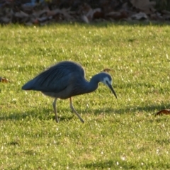 Egretta novaehollandiae (White-faced Heron) at Queanbeyan East, NSW - 18 Jun 2022 by Steve_Bok