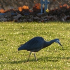 Egretta novaehollandiae at Queanbeyan East, NSW - 18 Jun 2022