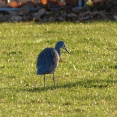 Egretta novaehollandiae at Queanbeyan East, NSW - 18 Jun 2022