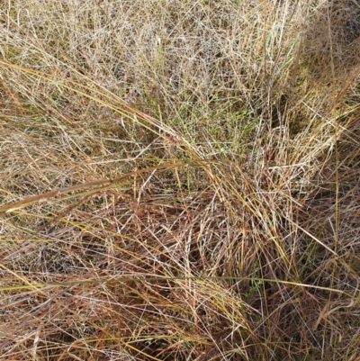 Cymbopogon refractus (Barbed-wire Grass) at Mount Painter - 18 Jun 2022 by HughCo