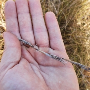 Cymbopogon refractus at Cook, ACT - 19 Jun 2022