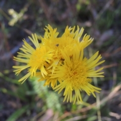 Podolepis jaceoides (Showy Copper-wire Daisy) at Paddys River, ACT - 13 Feb 2022 by MichaelBedingfield