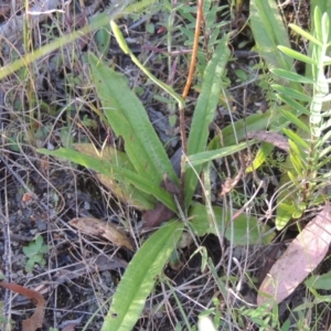 Podolepis jaceoides at Paddys River, ACT - 13 Feb 2022