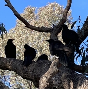 Corcorax melanorhamphos at Jerrabomberra, NSW - 19 Jun 2022 09:50 AM