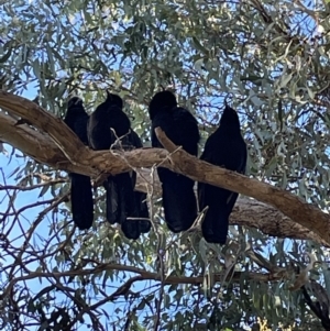 Corcorax melanorhamphos at Jerrabomberra, NSW - 19 Jun 2022 09:50 AM