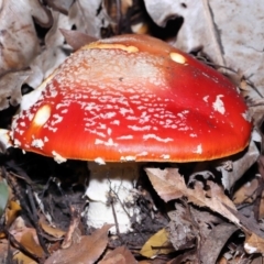 Amanita muscaria (Fly Agaric) at ANBG - 18 Jun 2022 by TimL