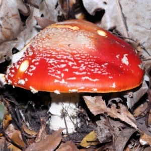 Amanita muscaria at Acton, ACT - 19 Jun 2022 09:51 AM