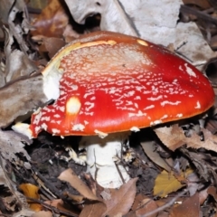 Amanita muscaria at Acton, ACT - 19 Jun 2022 09:51 AM