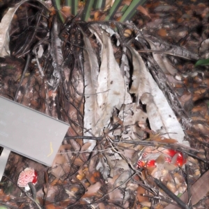 Amanita muscaria at Acton, ACT - 19 Jun 2022 09:51 AM