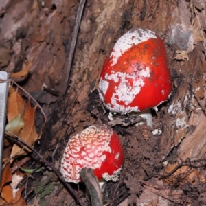 Amanita muscaria at Acton, ACT - 19 Jun 2022 09:51 AM