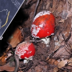 Amanita muscaria at Acton, ACT - 19 Jun 2022 09:51 AM