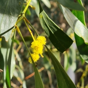 Acacia pycnantha at Farrer, ACT - 19 Jun 2022