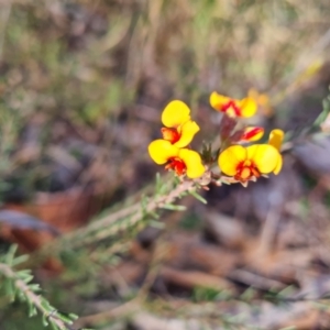 Dillwynia sericea at Farrer, ACT - 19 Jun 2022