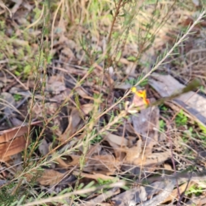 Dillwynia sericea at Farrer, ACT - 19 Jun 2022 02:57 PM