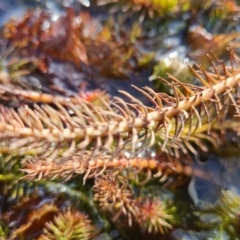 Myriophyllum simulans (Water Milfoil) at Farrer Ridge - 19 Jun 2022 by Mike