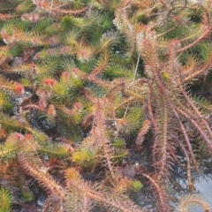 Myriophyllum simulans at Wanniassa, ACT - 19 Jun 2022