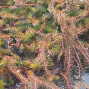 Myriophyllum simulans at Wanniassa, ACT - 19 Jun 2022